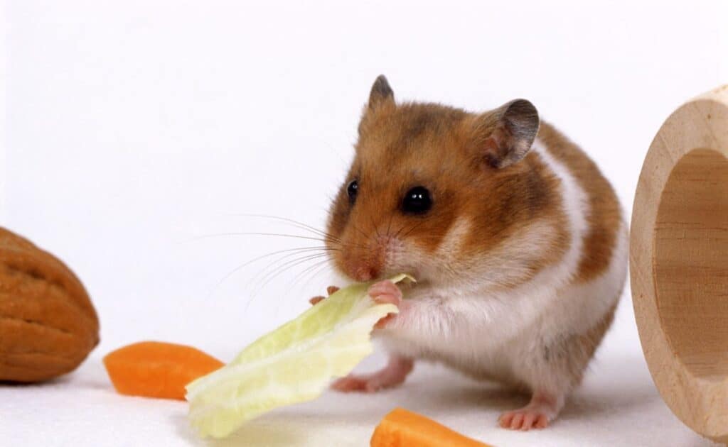 16 aliments toxiques et dangereux pour le hamster